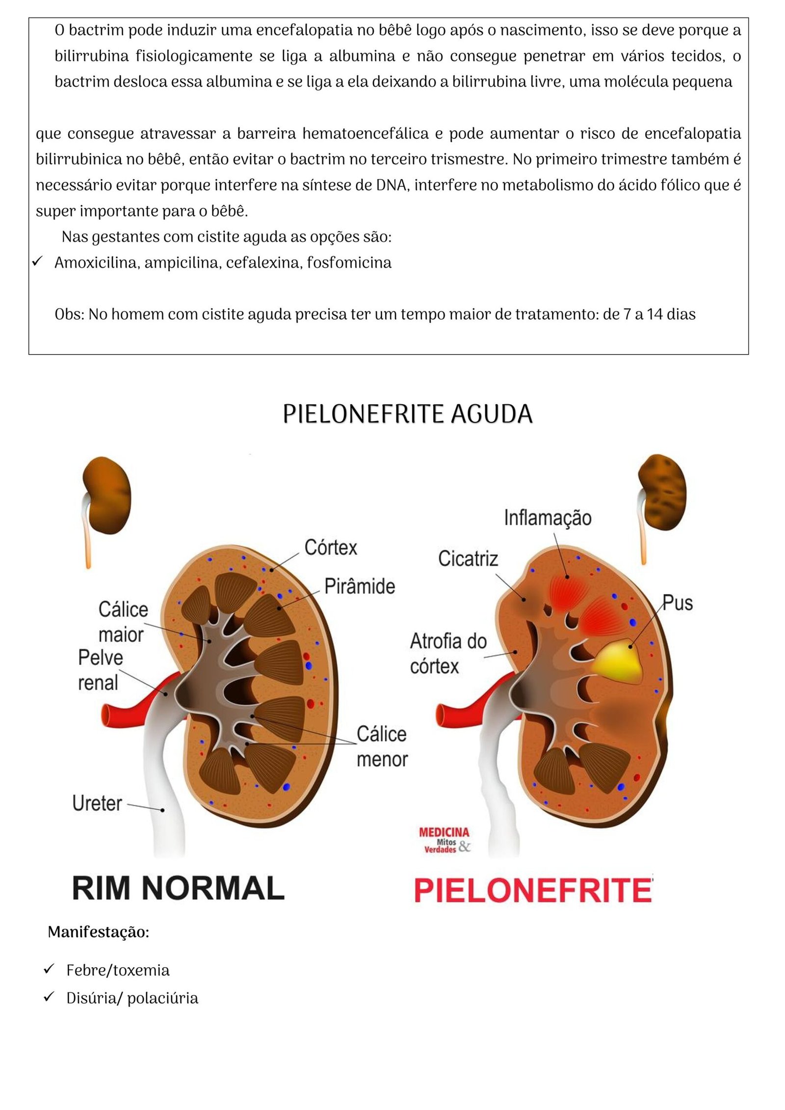 Ebook Entenda os Antibióticos - Imagem 4