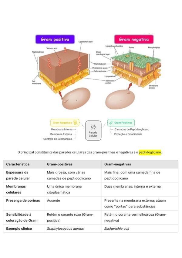 Ebook Entenda os Antibióticos - Image 2