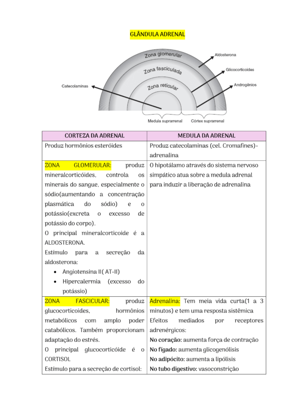 Fisiologia do Sistema Endócrino - Image 4