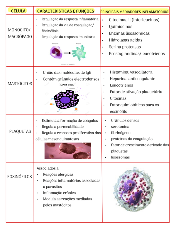 Fisiopatologia P1 - Image 3