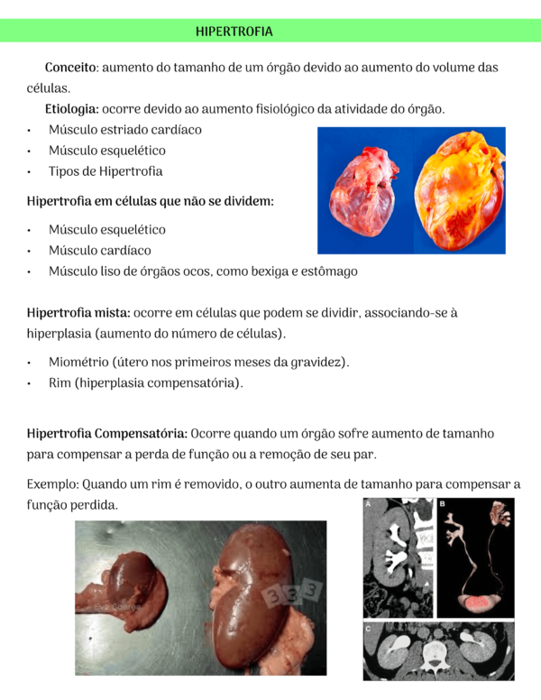 Anatomia Patológica - Image 3