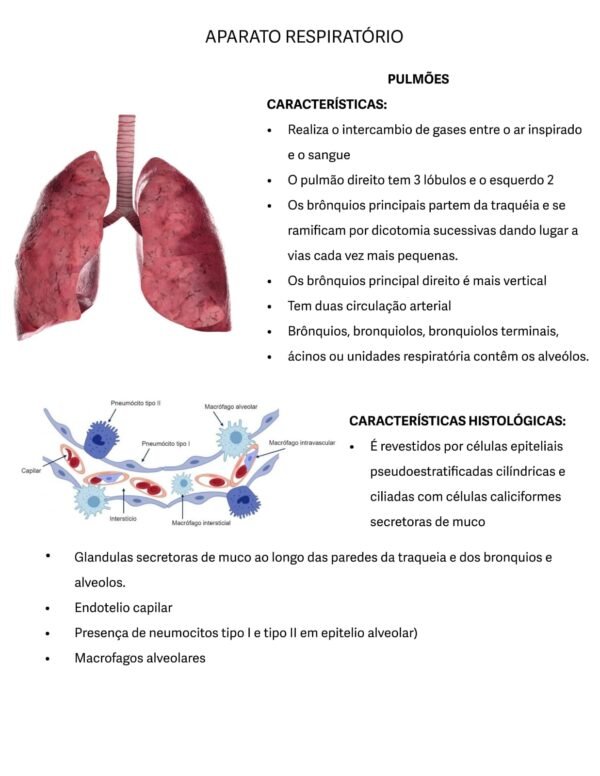 Anatopatologia P1 + P2 - Image 3